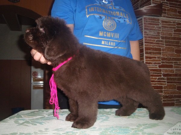 Фото: дети, ньюфаундленд Арабелла Статная Мулатка