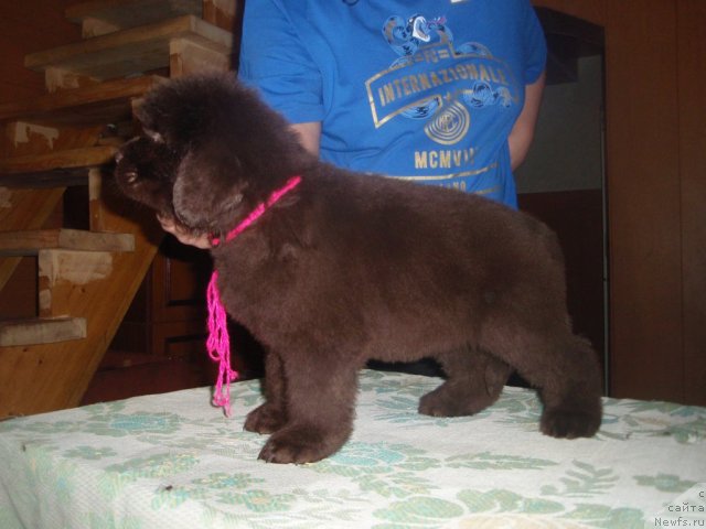 Фото: дети, ньюфаундленд Арабелла Статная Мулатка