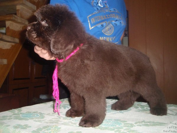 Фото: дети, ньюфаундленд Арабелла Статная Мулатка