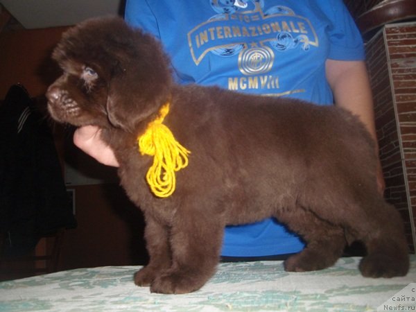 Фото: дети, ньюфаундленд Арабелла Статная Мулатка