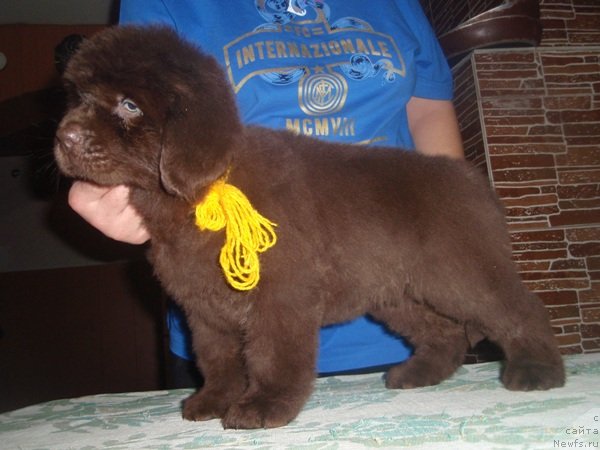 Фото: дети, ньюфаундленд Арабелла Статная Мулатка