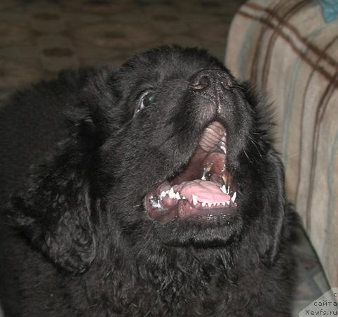 Фото: ньюфаундленд Сент Джонс Орфей