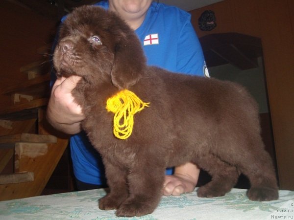 Фото: дети, ньюфаундленд Арабелла Статная Мулатка