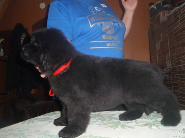 Фото: ньюфаундленд Ньюфорт Пятница