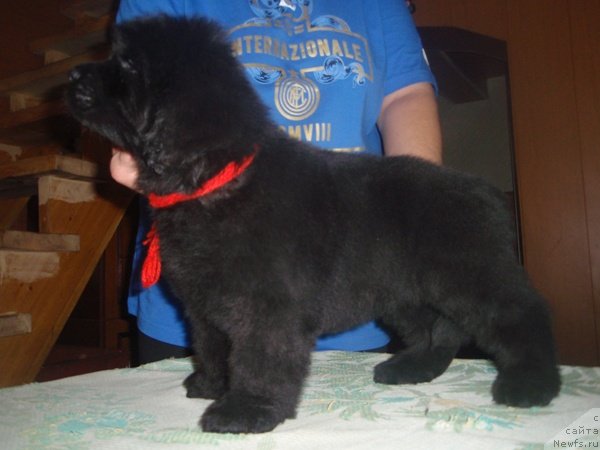 Фото: ньюфаундленд Ньюфорт Пятница