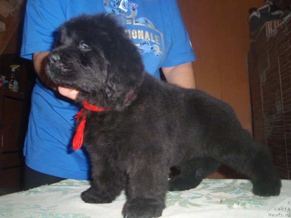 Фото: ньюфаундленд Ньюфорт Пятница