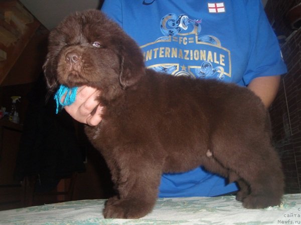 Фото: ньюфаундленд Ньюфорт Прадо