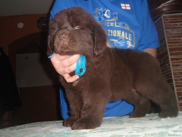 Фото: ньюфаундленд Ньюфорт Прадо