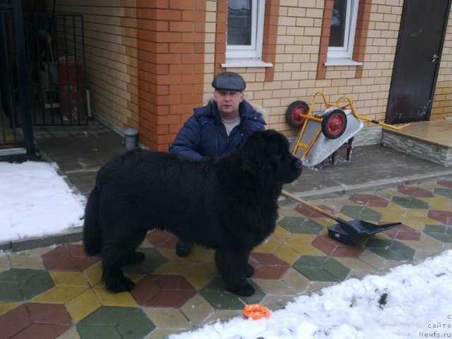 Фото: ньюфаундленд Сказочная Кроха Медисон (Skazochnaya Kroha Medison), Анатолий Дядищев