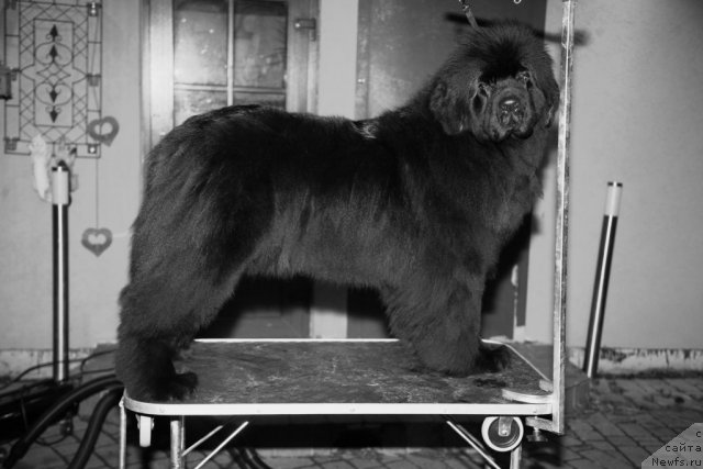 Фото: ньюфаундленд Сент Джонс Хендсел фо Ми (Sent Djons Handsel for Me)