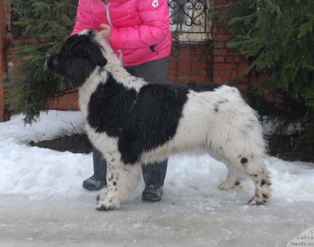 Фото: ньюфаундленд Сент Джонс Царица Тамара (Sent Djons Caritsa Tamara)