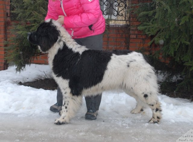 Фото: ньюфаундленд Сент Джонс Царица Тамара (Sent Djons Caritsa Tamara)