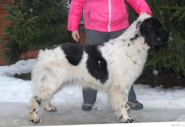 Фото: ньюфаундленд Сент Джонс Царица Тамара (Sent Djons Caritsa Tamara)