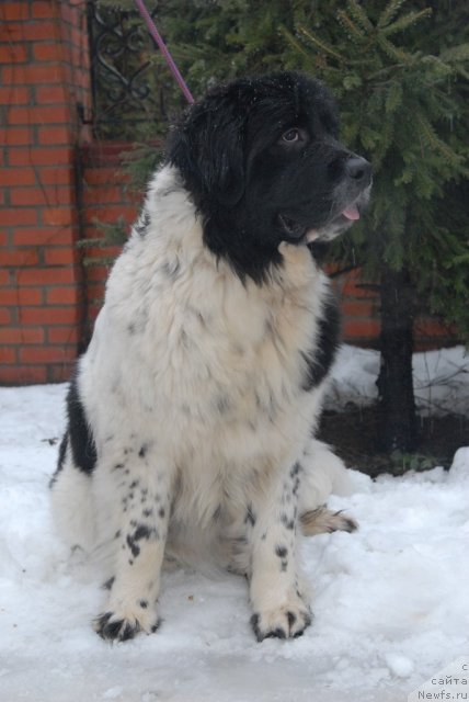 Фото: ньюфаундленд Сент Джонс Царица Тамара (Sent Djons Caritsa Tamara)