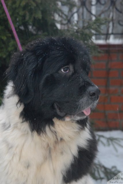 Фото: ньюфаундленд Сент Джонс Царица Тамара (Sent Djons Caritsa Tamara)