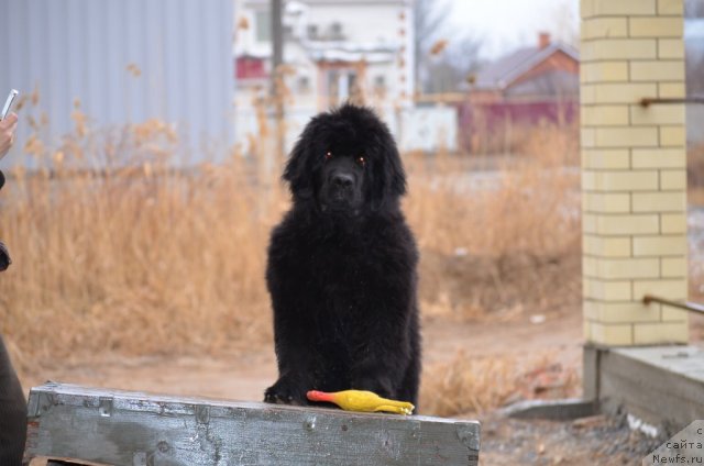 Фото: ньюфаундленд Вом Ватерфалл Лэнд Ай Тодор (Vom Waterfall Land Ay Todor)