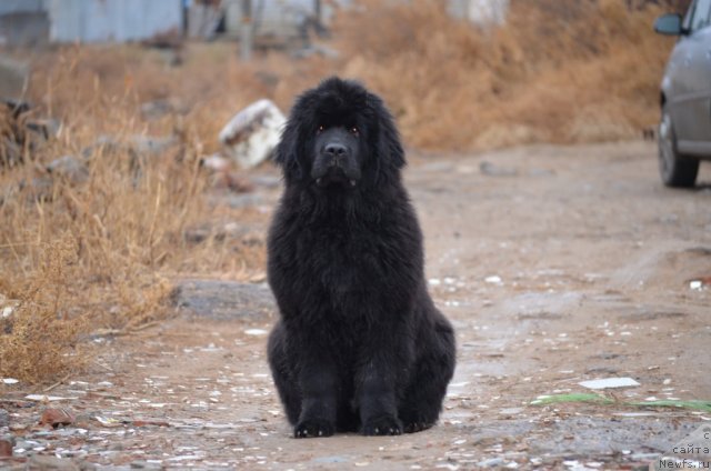 Фото: ньюфаундленд Вом Ватерфалл Лэнд Ай Тодор (Vom Waterfall Land Ay Todor)