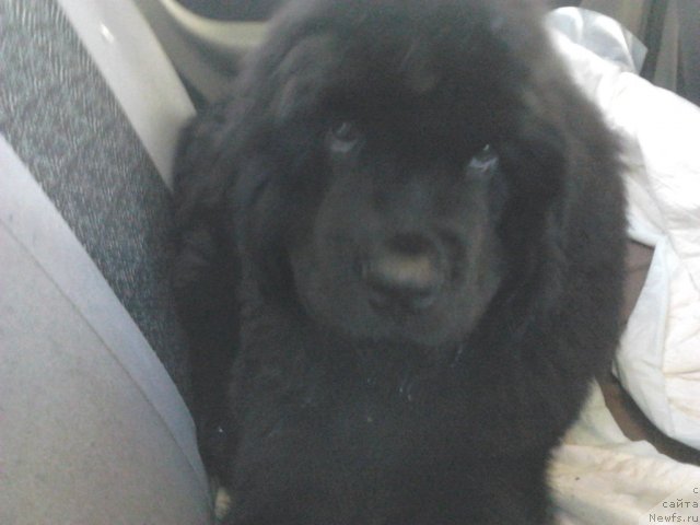 Фото: ньюфаундленд Вом Ватерфалл Лэнд Ай Тодор (Vom Waterfall Land Ay Todor)