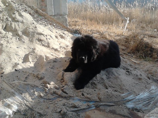 Фото: ньюфаундленд Вом Ватерфалл Лэнд Ай Тодор (Vom Waterfall Land Ay Todor)