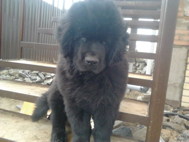 Фото: ньюфаундленд Вом Ватерфалл Лэнд Ай Тодор (Vom Waterfall Land Ay Todor)