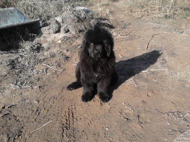 Фото: ньюфаундленд Вом Ватерфалл Лэнд Ай Тодор (Vom Waterfall Land Ay Todor)