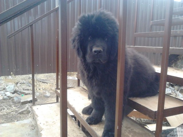 Фото: ньюфаундленд Вом Ватерфалл Лэнд Ай Тодор (Vom Waterfall Land Ay Todor)