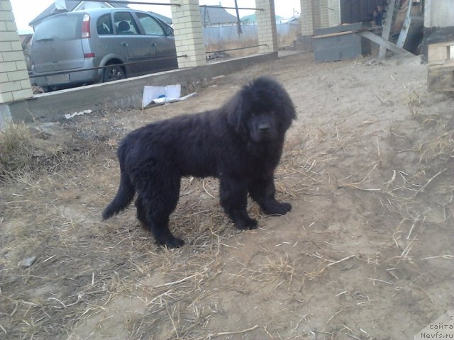 Фото: ньюфаундленд Вом Ватерфалл Лэнд Ай Тодор (Vom Waterfall Land Ay Todor)