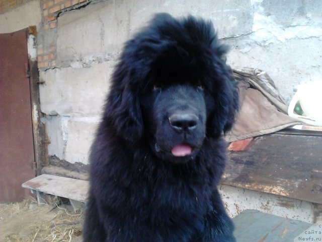 Фото: ньюфаундленд Вом Ватерфалл Лэнд Ай Тодор (Vom Waterfall Land Ay Todor)