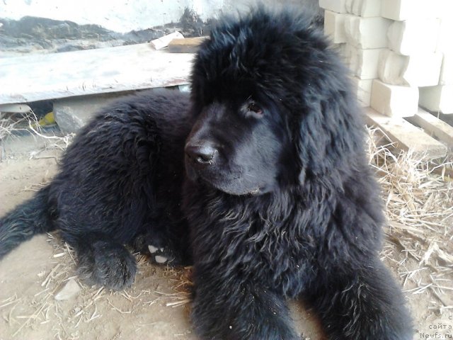 Фото: ньюфаундленд Вом Ватерфалл Лэнд Ай Тодор (Vom Waterfall Land Ay Todor)