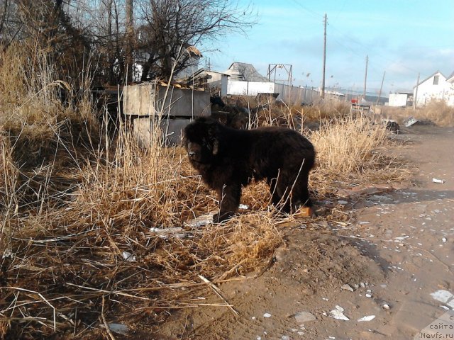 Фото: ньюфаундленд Вом Ватерфалл Лэнд Ай Тодор (Vom Waterfall Land Ay Todor)