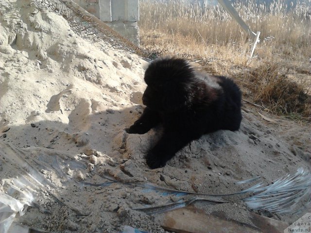 Фото: ньюфаундленд Вом Ватерфалл Лэнд Ай Тодор (Vom Waterfall Land Ay Todor)