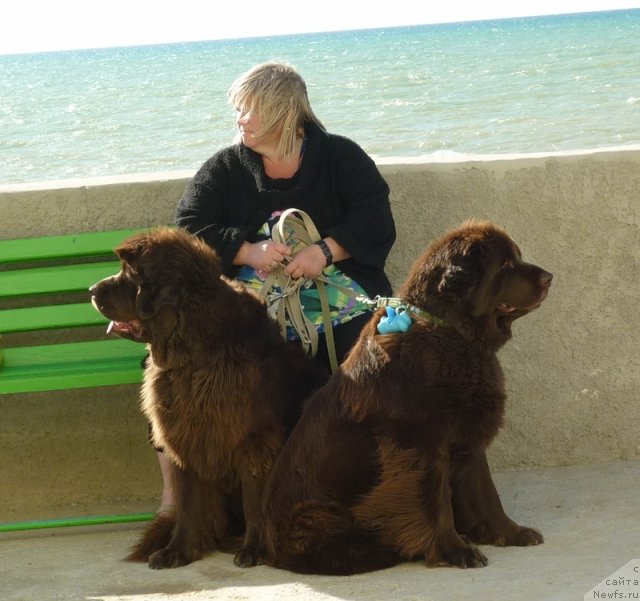 Фото: ньюфаундленд Фанньюф Госпожа Удача (Funnewf Gospozha Udacha), ньюфаундленд Смигар Ришель Леди Фортуна (Smigar Rishel Lady Fortuna), Наталья Малинина