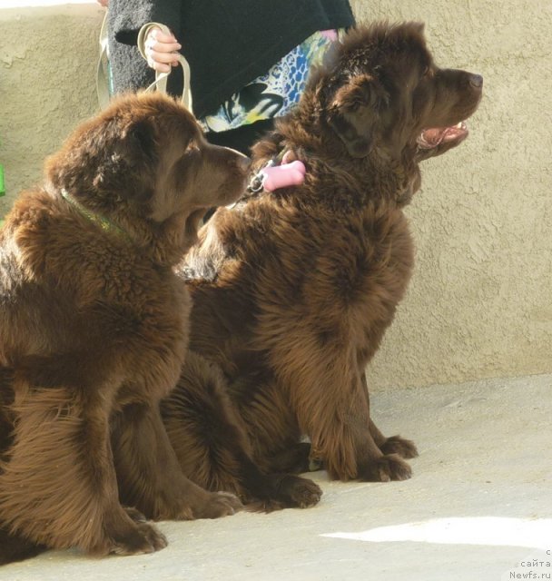 Фото: ньюфаундленд Смигар Ришель Леди Фортуна (Smigar Rishel Lady Fortuna), ньюфаундленд Фанньюф Госпожа Удача (Funnewf Gospozha Udacha)