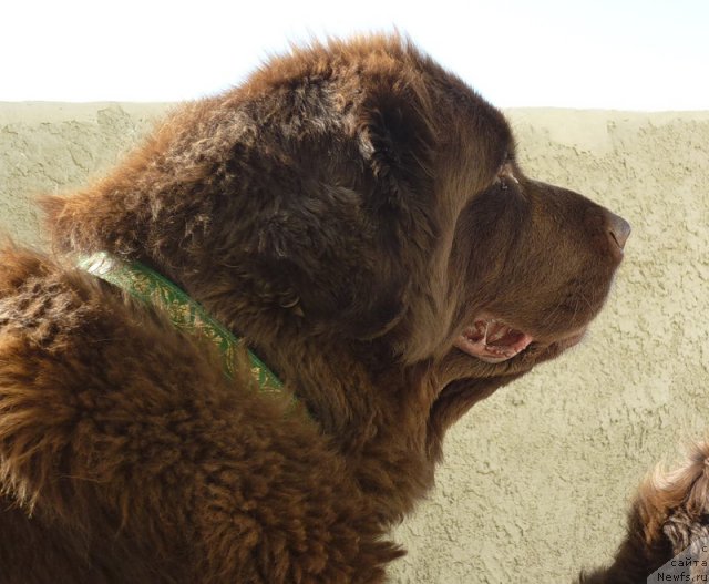 Фото: ньюфаундленд Смигар Ришель Леди Фортуна (Smigar Rishel Lady Fortuna)