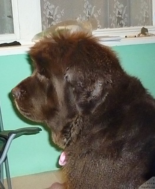 Фото: ньюфаундленд Фанньюф Госпожа Удача (Funnewf Gospozha Udacha)