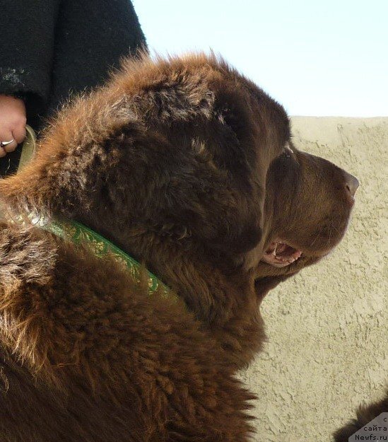 Фото: ньюфаундленд Смигар Ришель Леди Фортуна (Smigar Rishel Lady Fortuna)