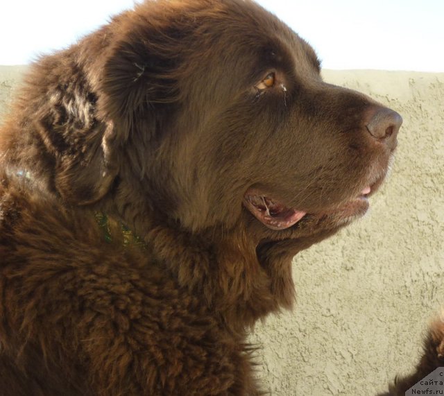 Фото: ньюфаундленд Смигар Ришель Леди Фортуна (Smigar Rishel Lady Fortuna)