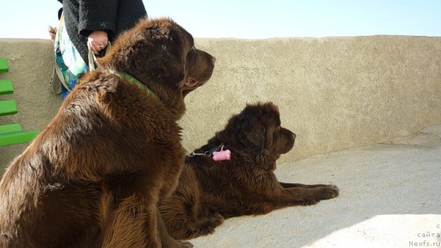 Фото: ньюфаундленд Смигар Ришель Леди Фортуна (Smigar Rishel Lady Fortuna), ньюфаундленд Фанньюф Госпожа Удача (Funnewf Gospozha Udacha)