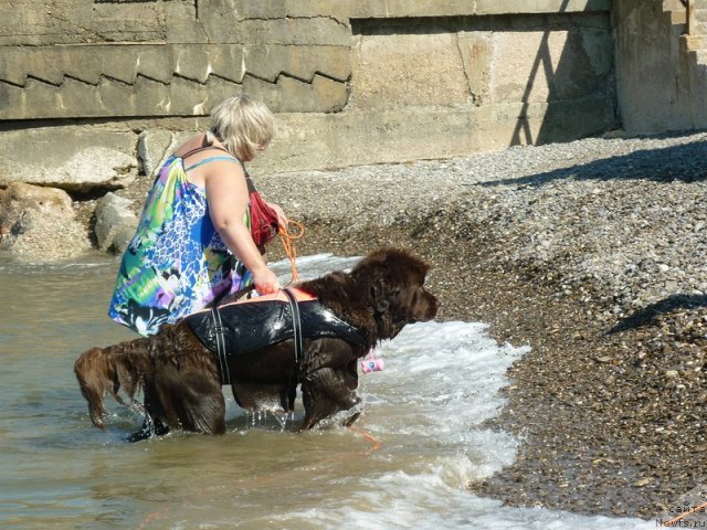 Фото: ньюфаундленд Фанньюф Госпожа Удача (Funnewf Gospozha Udacha), Наталья Малинина