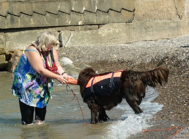 Фото: ньюфаундленд Фанньюф Госпожа Удача (Funnewf Gospozha Udacha), Наталья Малинина