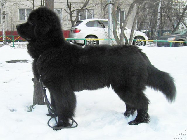 Фото: ньюфаундленд Zhdanny Syn Vialiki Miadzvedz
