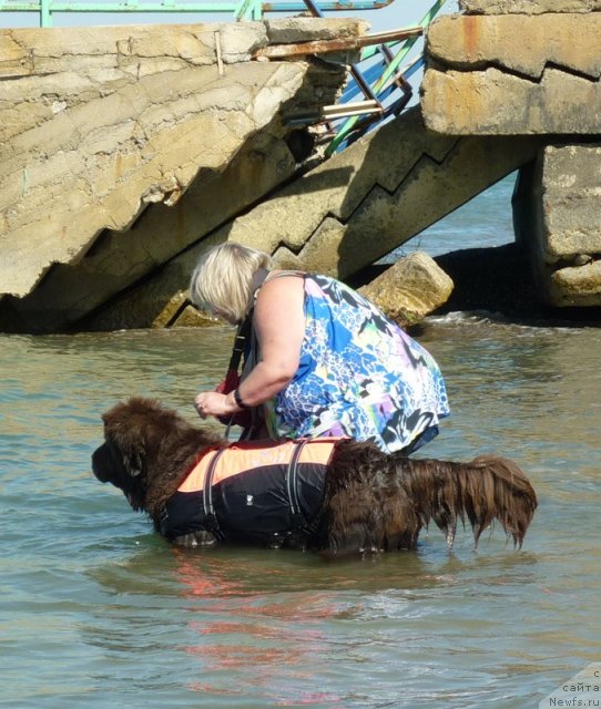 Фото: ньюфаундленд Фанньюф Госпожа Удача (Funnewf Gospozha Udacha), Наталья Малинина