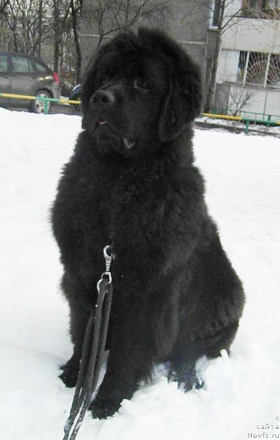 Фото: ньюфаундленд Zhdanny Syn Vialiki Miadzvedz
