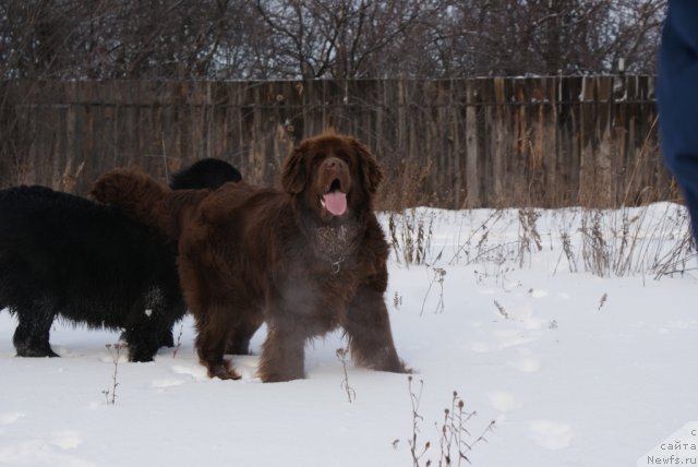 Фото: ньюфаундленд Гармония