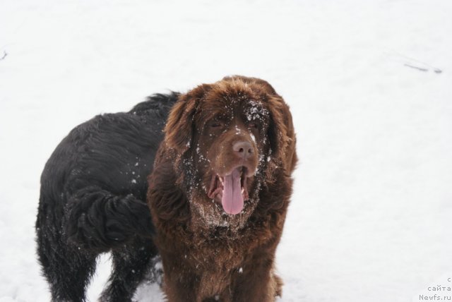 Фото: ньюфаундленд Гармония