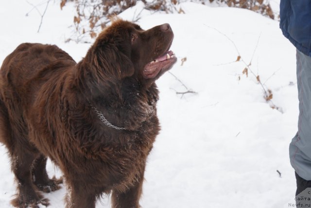 Фото: ньюфаундленд Гармония
