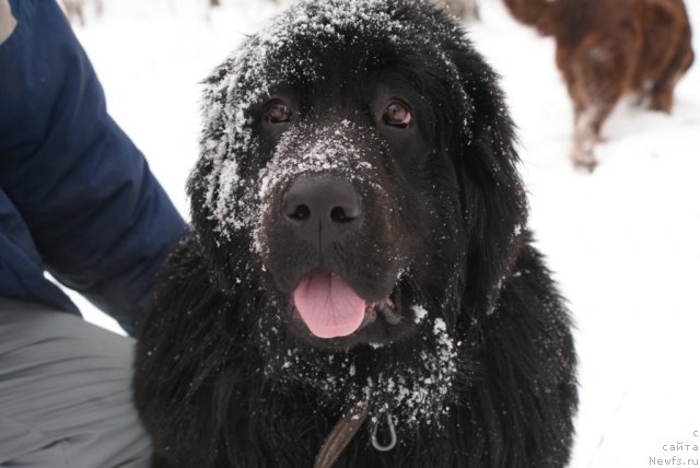 Фото: ньюфаундленд Юнита Бархатная ночь