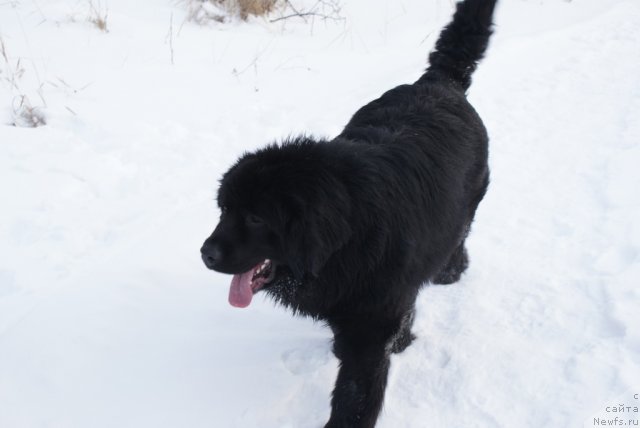 Фото: ньюфаундленд Юнита Бархатная ночь