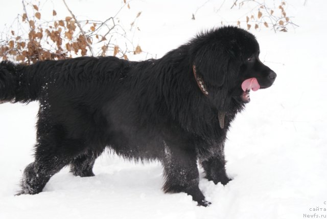 Фото: ньюфаундленд Юнита Бархатная ночь