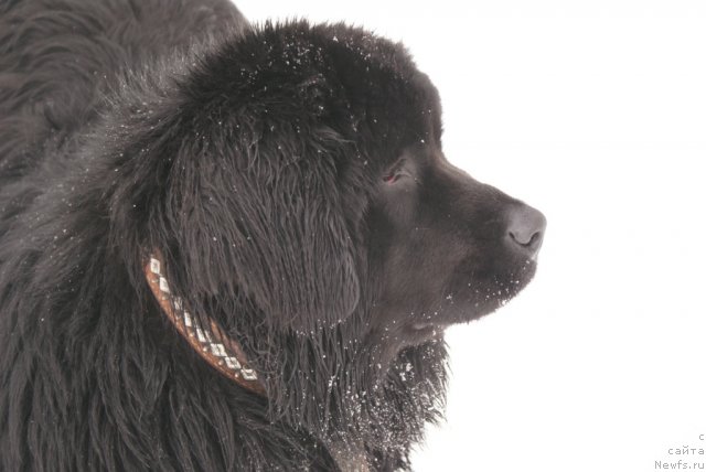 Фото: ньюфаундленд Юнита Бархатная ночь